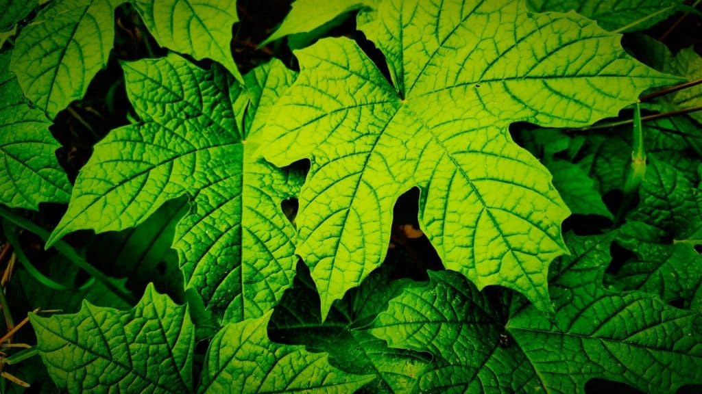 Masturbation: Les scientifiques testent si les feuilles de chaya peuvent abaisser la glycémie dans le diabète