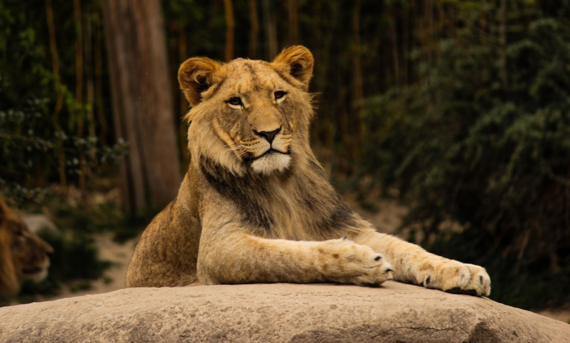 Un lion allong&eacute; sur un rocher dans un zoo