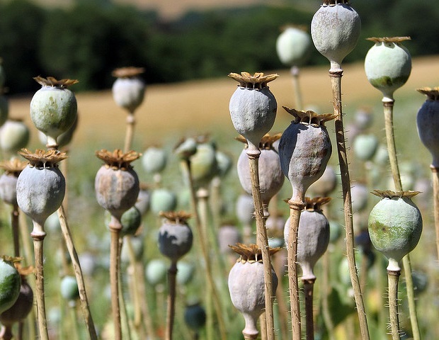 Masturbation: Une recherche met en lumière le problème croissant des opioïdes synthétiques au Royaume-Uni