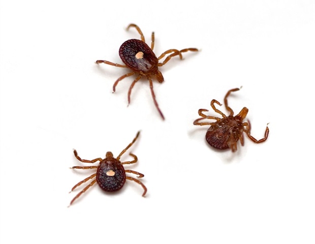 Sport: Mizzou s’attaque aux cas croissants du syndrome alpha-gal grâce à la recherche et à la sensibilisation