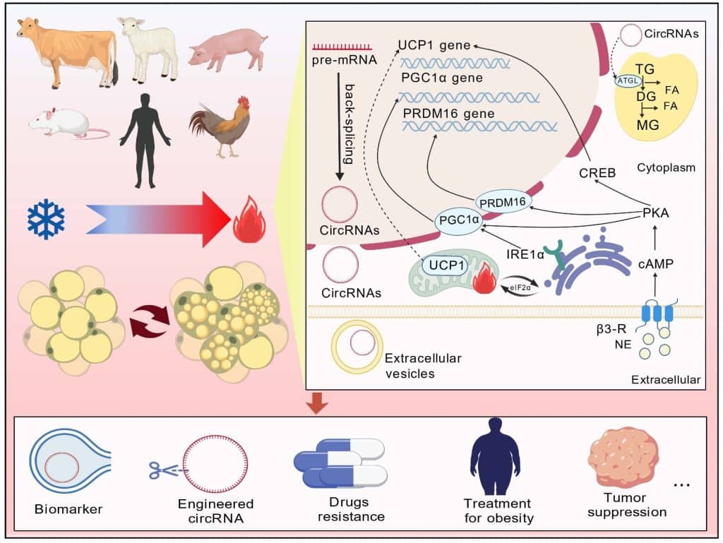 Sport: Une nouvelle revue explique comment les ARN circulaires pourraient débloquer des thérapies contre le brunissement des graisses