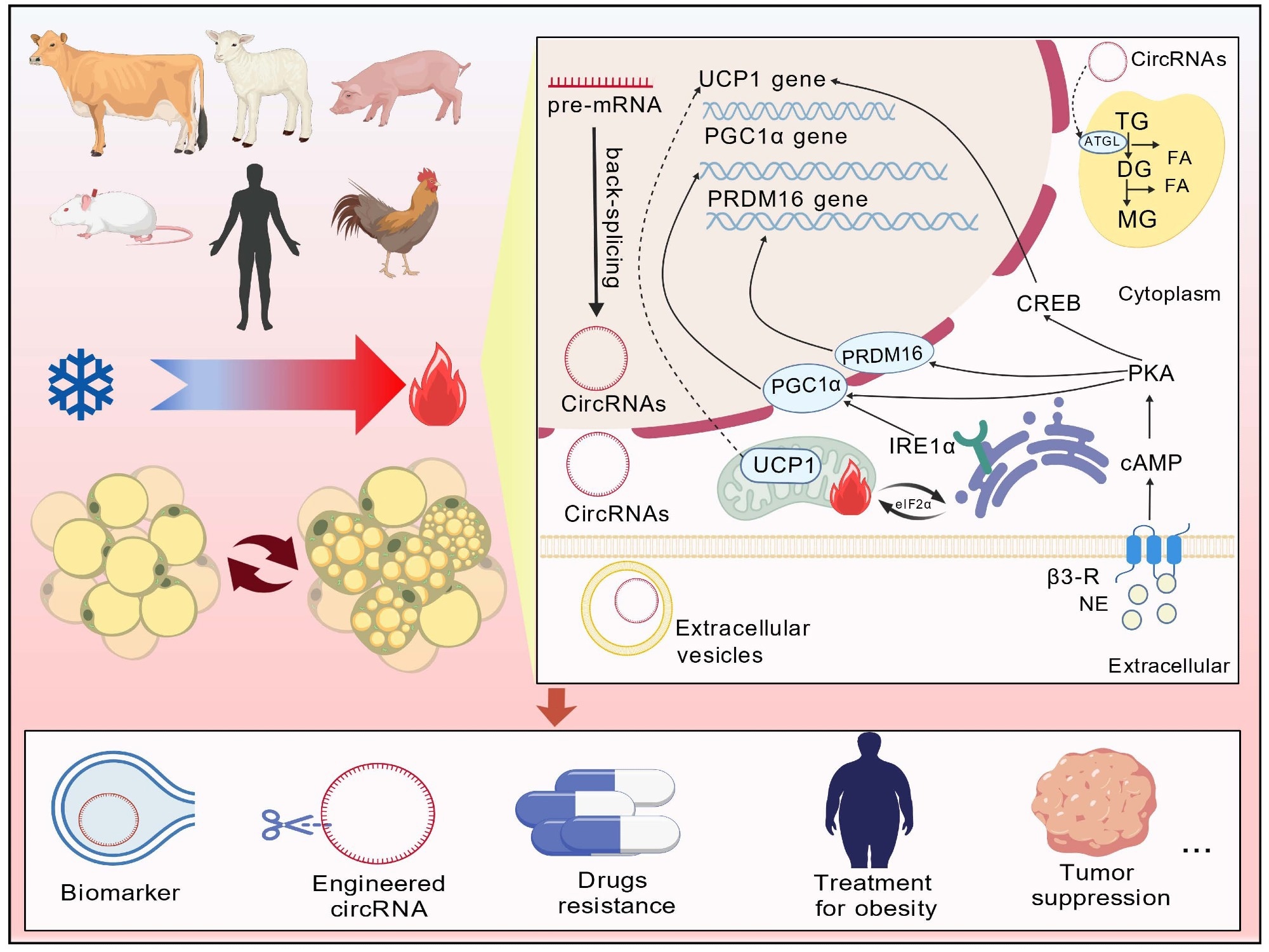 Modifications cellulaires et m&eacute;canismes associ&eacute;s de transformation des graisses : le brunissement des graisses est r&eacute;gul&eacute; par le syst&egrave;me nerveux central, le syst&egrave;me nerveux p&eacute;riph&eacute;rique, les facteurs de transcription, les facteurs environnementaux, les agents pharmacologiques.