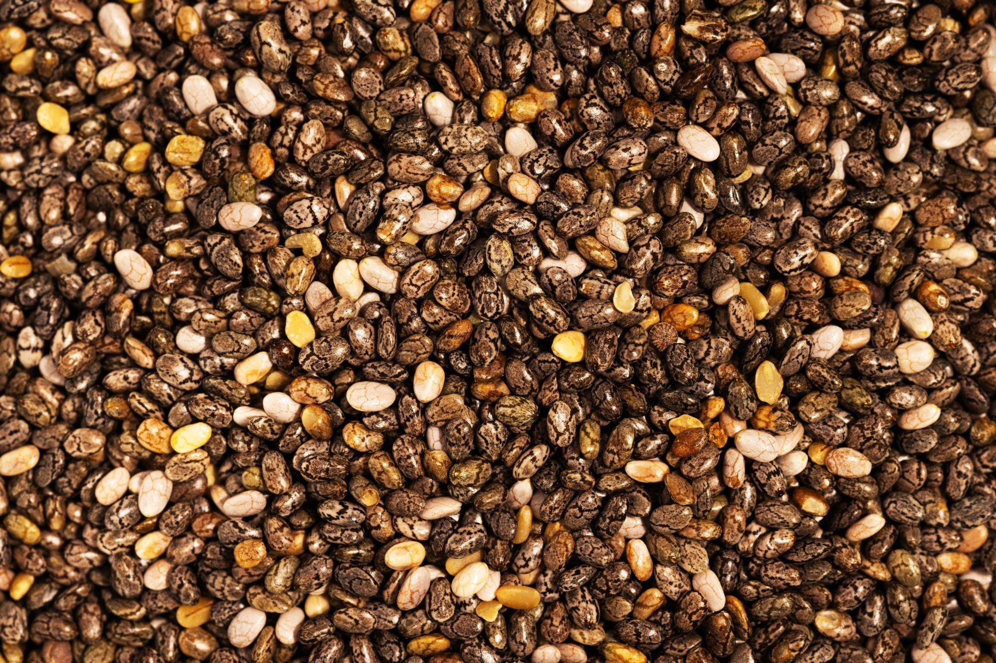 &Eacute;tude : Enrichissement en graines de chia dans l'ob&eacute;sit&eacute; induite par un r&eacute;gime riche en graisses et en sucre : une strat&eacute;gie pour augmenter les niveaux de DHA dans les tissus maternels et dans le placenta et le cerveau f&oelig;taux pendant la grossesse. Cr&eacute;dit mage&nbsp;: Hibou tr&egrave;s affam&eacute; / Shutterstock