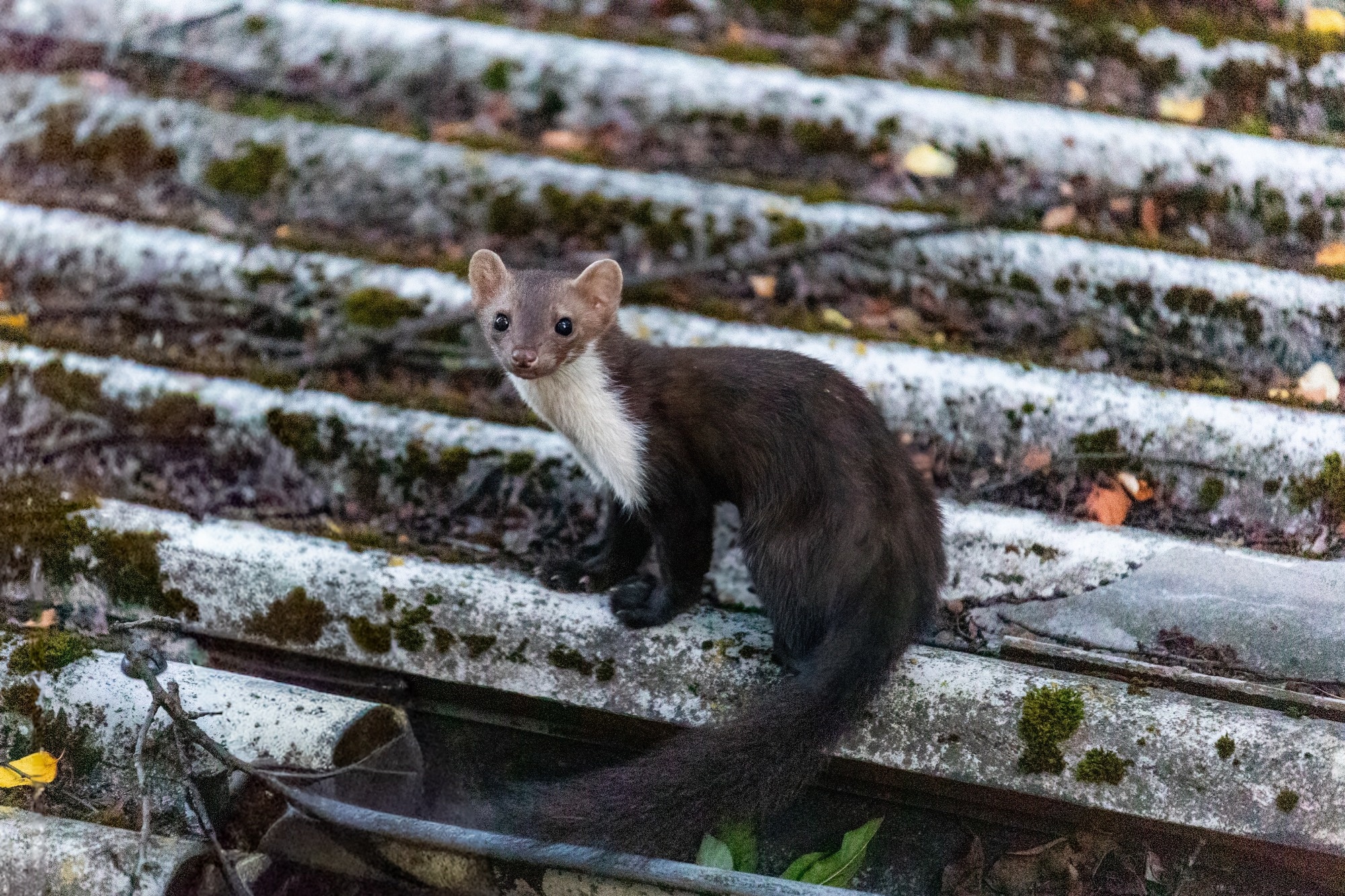&Eacute;tude : Les carnivores sauvages des Pays-Bas pr&eacute;sentent des preuves mol&eacute;culaires et s&eacute;rologiques d'une infection par le virus du Nil occidental et le virus Usutu. Cr&eacute;dit d'image : Werner rebelle/Shutterstock